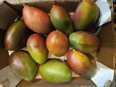 Mango