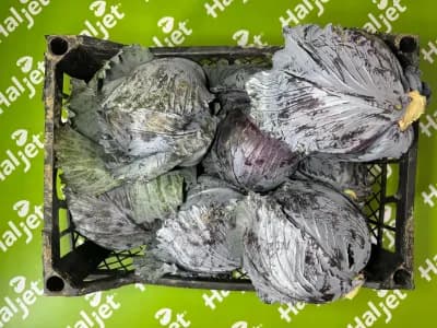 Mor / Kırmızı Lahana