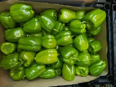 Dolma Biber Orta Boy