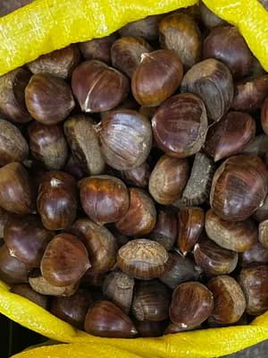 Kestane