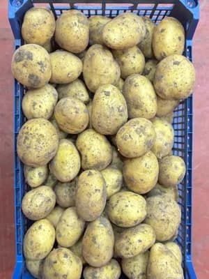 Patates Yemeklik