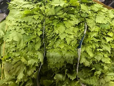 Asma Yaprağı