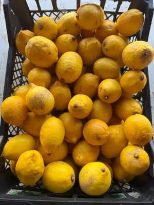 Limon Eko