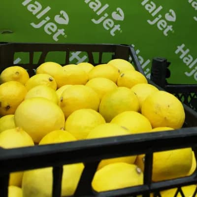 Mayer Limon